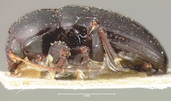 Media type: image; Entomology 9793   Aspect: habitus lateral view